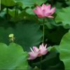 wanshiruyi的头像