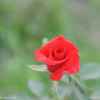 玫瑰的头像