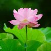 余生安好！的头像