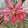 彼岸、花落的头像