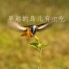 英的头像
