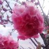 平安是福(暂退)的头像