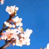 春晓的头像
