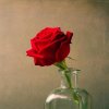 玫瑰红的头像