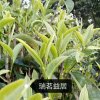 茶王的头像