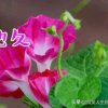 人生如戏的头像