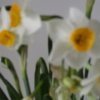 水仙花的头像
