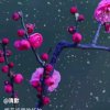 寒梅的头像