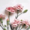 李秀兰的头像