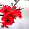 花蕊的头像