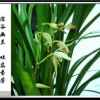 兰馨（暂休）的头像