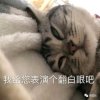 倾然的头像