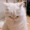 猪崧的头像