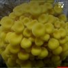涛声依旧的头像