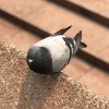 横縞があるSina的头像