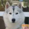 雪狼的头像