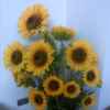 向日葵的头像