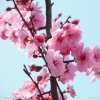 傲梅的头像