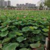 姐妹花的头像