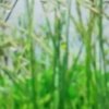 小草的头像