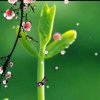 梦的彩虹的头像