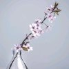 花雨的头像