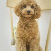 回忆总想哭的头像