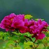 花鹿水的头像