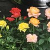 春暖花会开的头像