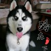 洪哥的头像