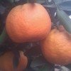 橘子红了的头像