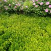 繁花满地@的头像