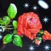 红玫瑰的头像
