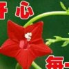 开心K的头像