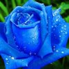 蓝玫瑰的头像