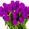 紫色郁金香的头像