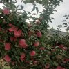芳芝花韵的头像