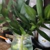 小草的头像