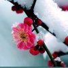 冰雪一枝梅的头像