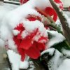 心暖花开的头像