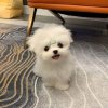 Chloe的头像