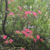 一季花开的头像