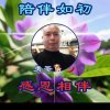 追梦人的头像