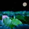 荷塘月色的头像
