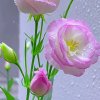 冰山一角的头像