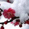 寒梅傲雪 ！的头像