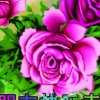 红苹果！的头像