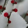 傲雪凌霜【退】的头像