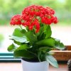 蝴蝶仙子（拒私信）的头像