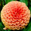 芙蓉姐已退出了的头像